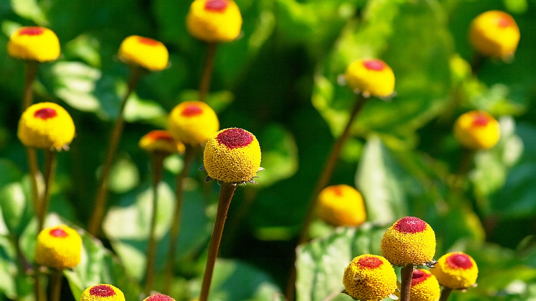 Acmella Oleracea: Il Segreto Anti-Rughe Naturale che Conquista la Cosmetica Premium