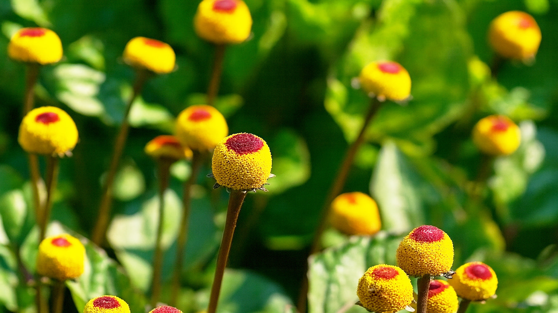 Acmella Oleracea: Il Segreto Anti-Rughe Naturale che Conquista la Cosmetica Premium